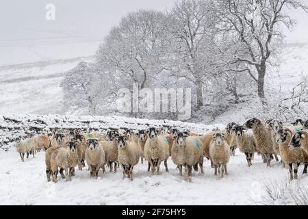 Swaledale-Mutterschafe warten darauf, an einem verschneiten Wintermorgen gefüttert zu werden, Wensleydale, North Yorkshire, Großbritannien. Stockfoto