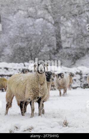 Swaledale-Mutterschafe warten darauf, an einem verschneiten Wintermorgen gefüttert zu werden, Wensleydale, North Yorkshire, Großbritannien. Stockfoto