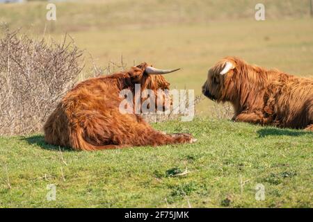 Schottische Highlander liegen im Gras, im Sonnenlicht. Die Kühe haben große Hörner. Ein Naturschutzgebiet in den Niederlanden Stockfoto