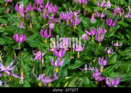 Ein Fleck von Erythronium Revolutum Lilien in voller Blüte Stockfoto