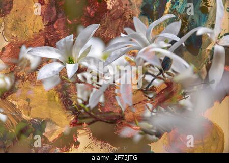 Magnolia Wadas Memory. Eine früh blühende weiße Magnolie mit einer farbenfrohen Schicht Stockfoto