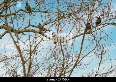 Stare, Sturnus vulgaris auf einem Ast im Baum. Blauer Himmel mit weißen Wolken. Von hinten gesehen Stockfoto