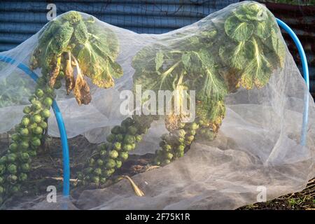 Rosenkohl Pflanzen unter Wetterschutz im Garten, Zuteilung. Stockfoto