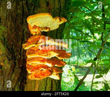 Süße Kastanien Pilze Stockfoto