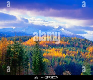 Großbritannien, Schottland, Herbstwald mit schneebedeckter Ben More (3843 Fuß) Stockfoto