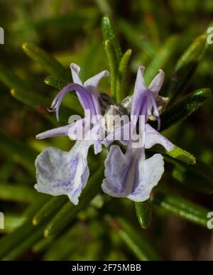 Nahaufnahme von zwei blauen, violetten und weißen Rosmarinblüten an einem sonnigen Tag Stockfoto