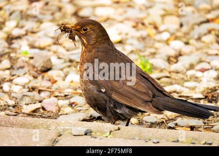 Schwarzvogel weiblich Turdus Merula erwachsenes Vogelnest Baumaterial in Schnabel Frühling Nestung Urban Bird April Saison Songvogel Passeriformes Passerine Stockfoto