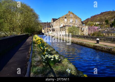 Narzissen, Aquädukt am Rochdale Canal, Hebden Bridge, Calderdale, West Yorkshire Stockfoto