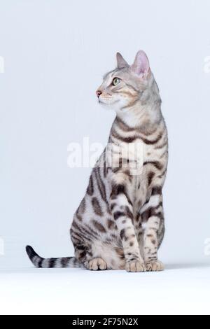 Silver Bengal Cat im Studio Stockfoto