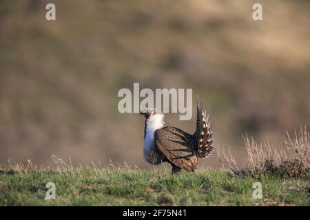 Salbei zeigt und boomt auf einem Tanzplatz (Lek) während der Frühjahrssaison in Wyoming, USA Stockfoto