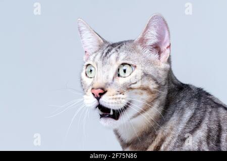 Silver Bengal Cat im Studio Stockfoto