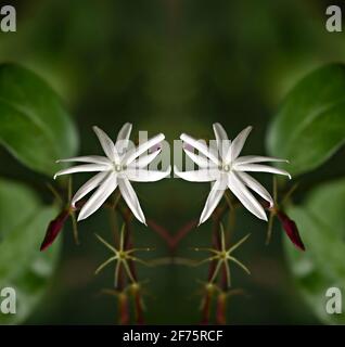 Jasminum nitidum (Angel wing Jasmine) ein tropisch duftender Strauch mit elfenbeinweißen zierlichen Blüten auf einem natürlichen grünen Hintergrund. Stockfoto