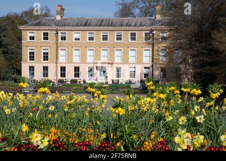 Frühlingsblumen in Kew Gardens mit dem General Museum oder dem 'Museum No. 1' und dem Botaniker-Restaurant West London, England Stockfoto