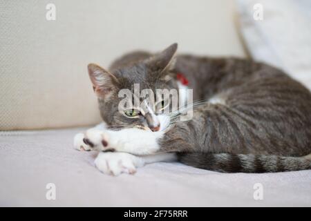 Süße Katze liegt zu Hause auf dem Sofa und schaut hinein Die Kamera Stockfoto