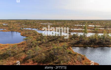 Große Sumpfgebiete Kemeri Nationalpark, Lettland. Reisekonzept Stockfoto