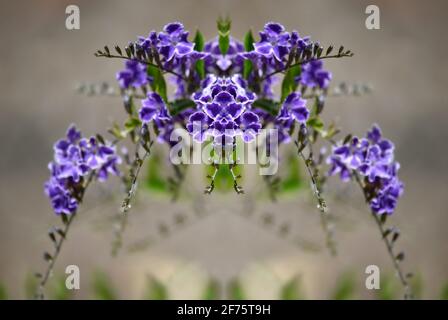 Delphinium nuttallianum (Nuttall-Larksporn) eine einheimische Blütenpflanze mit kobaltblauen Blüten auf einer abstrakten Komposition. Stockfoto