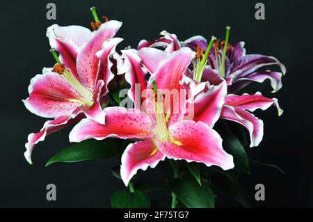 Blumen zum Muttertag. Lily Blumen auf dunklem Hintergrund mit Kopierraum Stockfoto