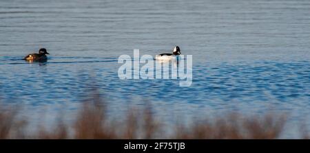 Paarung Paar bufflehead Enten mit Abendlicht Stockfoto