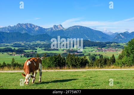 Junge Kuh grast auf einer sonnigen Wiese im östlichen Allgäu Stockfoto