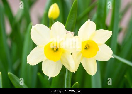 Narcissus Tazetta "Elritze" Stockfoto