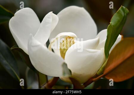 Magnolia grandiflora ein einheimischer, markanter immergrüner Baum mit cremig-weißen duftenden Blüten und dunkelgrünen, steifen und ledrigen Blättern. Stockfoto