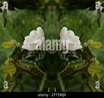 Magnolia grandiflora ein einheimischer, markanter immergrüner Baum mit cremig-weißen duftenden Blüten und dunkelgrünen, steifen und ledrigen Blättern. Stockfoto