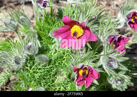 Rote Pasque-Blume, Pulsatilla vulgaris Stockfoto