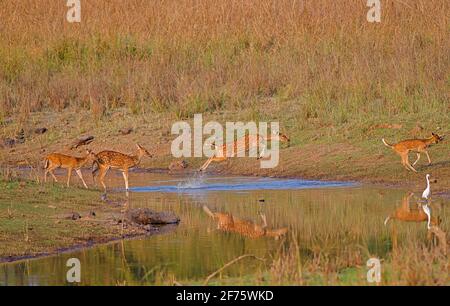 Achsenachsen der Chitalhirsche kreuzen und springen über Wasser im Tadoba-Andhari Tiger Reserve, Maharashtra, Indien Stockfoto