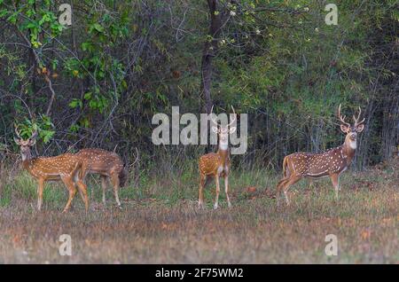Gruppe der Chital-Axia-Achse mit Waldhintergrund aus dem Tadoba-Andhari Tiger Reserve, Maharashtra Stockfoto