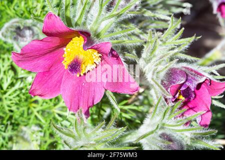 Rote Pasque-Blume, Pulsatilla vulgaris Stockfoto