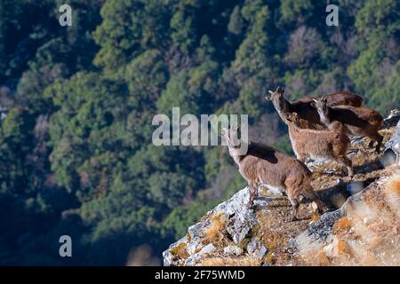 Himalaya Thar Hemitragus jemlahicus mit dem Hintergrund des Waldes in kedarnath Wildlife Sanctuary, Indien Stockfoto