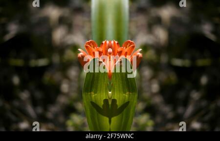 Clivia miniata (Natallilie) eine native Blütenpflanze mit langen, gebogenen, bandartigen Blättern und auffälligen, trichterförmigen orangen Blüten auf einem natürlichen Grün. Stockfoto