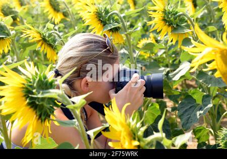 Frau, die Fotos von Sonnenblumenfeld mit Digitalkamera. Stockfoto