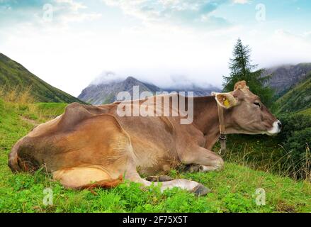 Kuh auf der Bergwiese in den Schweizer Alpen. Schweiz. Stockfoto