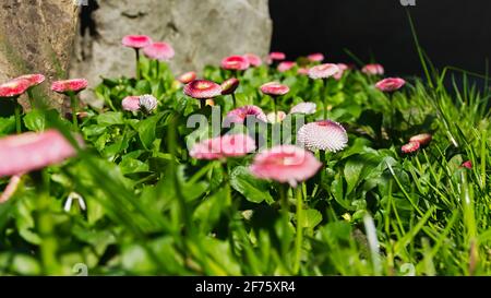 Bellis perennis Garten mehrjährige rosa Gänseblümchen. Horizontaler Federhintergrund. Bunte Blumen in einem Blumenbeet wachsen. Helles Sonnenlicht, selektiver Fokus Stockfoto