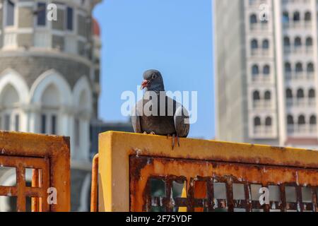 Eine Grautaube, die auf einer Barrikade am Tor von Indien sitzt. Stockfoto