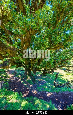 Laurasilva Baumwald - Vereda of Fanal, PR13, Paul da Serra, Seixal - Madeira, Portugal Stockfoto