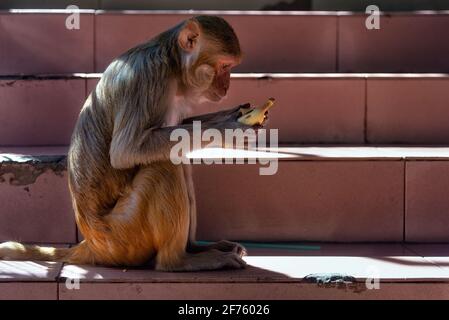 Makaken auf der Mount Popa Treppe, die eine Banane schält, Myanmar. Der Mount Popa ist ein Wallfahrtsort, an dem makake Affen wild herumlaufen und so jede Menge Chaos verursachen Stockfoto