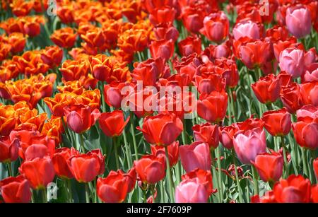 Rote Tulpen und Gräser wachsen auf dem Rasen im Stadtpark. Stockfoto