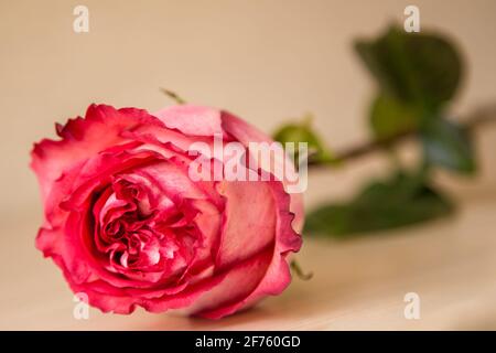 Eine hübsche, natürliche, scharlachrote Rose liegt auf einer beigen Oberfläche. Die Knospe richtet sich an den Betrachter. Der Stamm und die Blätter sind außer Fokus. Stockfoto