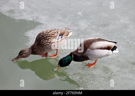 Ein paar Stockenten trinken auf Eis stehendes Schmelzwasser. Männliche und weibliche Wildenten auf dem Quellsee Stockfoto