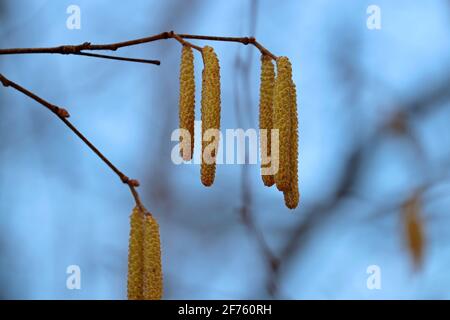 Haselkätzchen auf einem Ast aus der Nähe. Wald im frühen Frühjahr, allergene Pflanze Stockfoto