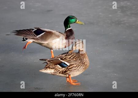 Ein paar Stockenten stehen auf dem Eis des Quellsees. Die männliche Ente streckt ihren Flügel aus Stockfoto