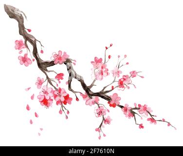 Aquarell Illustration Sakura. Handgezeichneter japanischer Kirschblütenzweig mit isolierten Blumen auf weißem Hintergrund. Für Design Sushi Restaurant Menü, Stockfoto