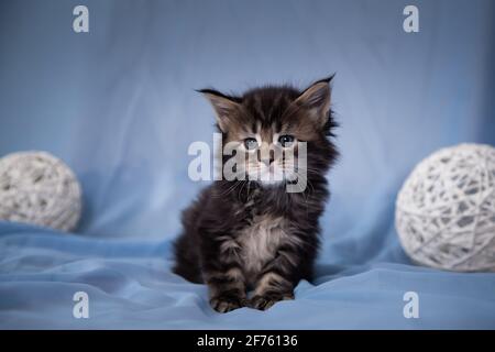 Niedliches kleines Kätzchen, das auf einem blauen Bettüberwurf sitzt. Flauschige Kitty posiert neben großen weißen Luftballons. Schönes Haustier mit schwarzer Farbe Stockfoto