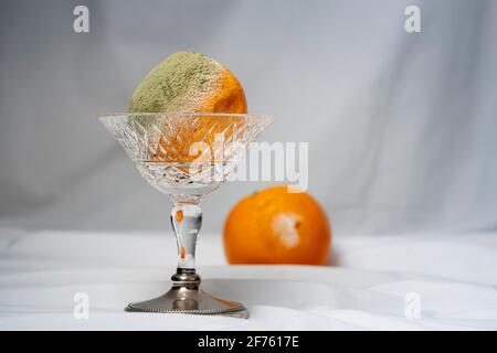 Verfaulende orangene Zitrusfrüchte mit grünem Schimmelpilz, der auf dem wächst Haut in einer Schüssel mit Glasstiel