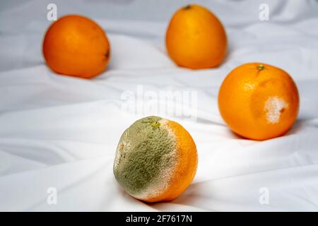 Verfaulende orangene Zitrusfrüchte mit grünem Schimmelpilz, der auf dem wächst Haut