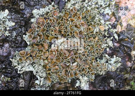 Xanthoparmelia conspersa, allgemein bekannt als der gespensterte Gesteinsschild, eine Flechte, die auf der Felsoberfläche in Finnland wächst Stockfoto