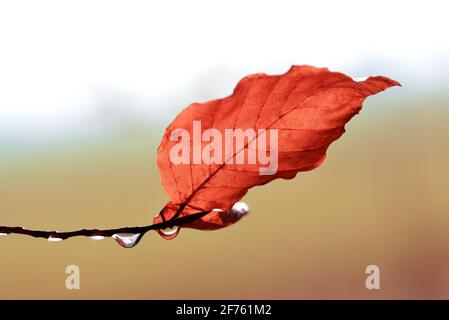 Tropfen Wasser und Blatt auf dem Zweig der Buche aus der Nähe. Herbstsaison. Natur Hintergrund. Stockfoto