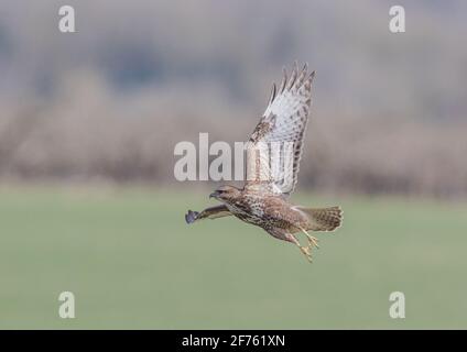 Nahaufnahme der unteren Feder Detail auf einem Buzzard ( Buteo buteo ) Start über Ackerland mit einem klaren Hintergrund. Suffolk, Großbritannien Stockfoto